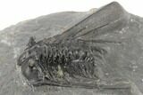 Spiny Leonaspis Trilobite - Morocco #191874-3